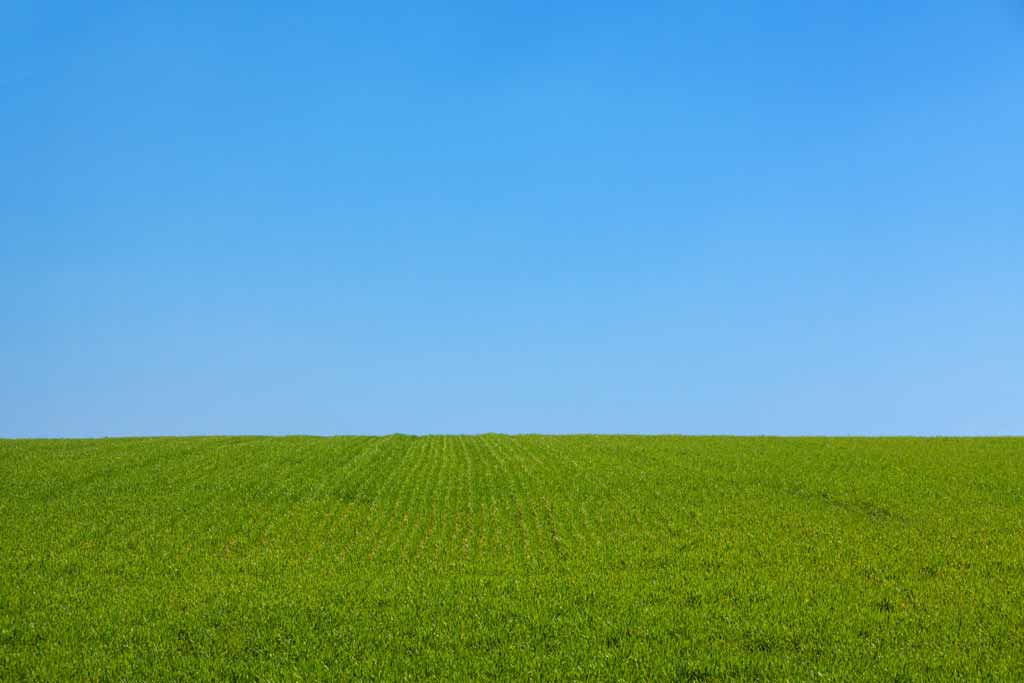 Un champ d'herbe bien verte jusqu'à l'horizon et un ciel entièrement bleu