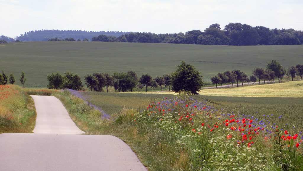 paysage de campagne par beau temps. Champs et une petite route de campagne